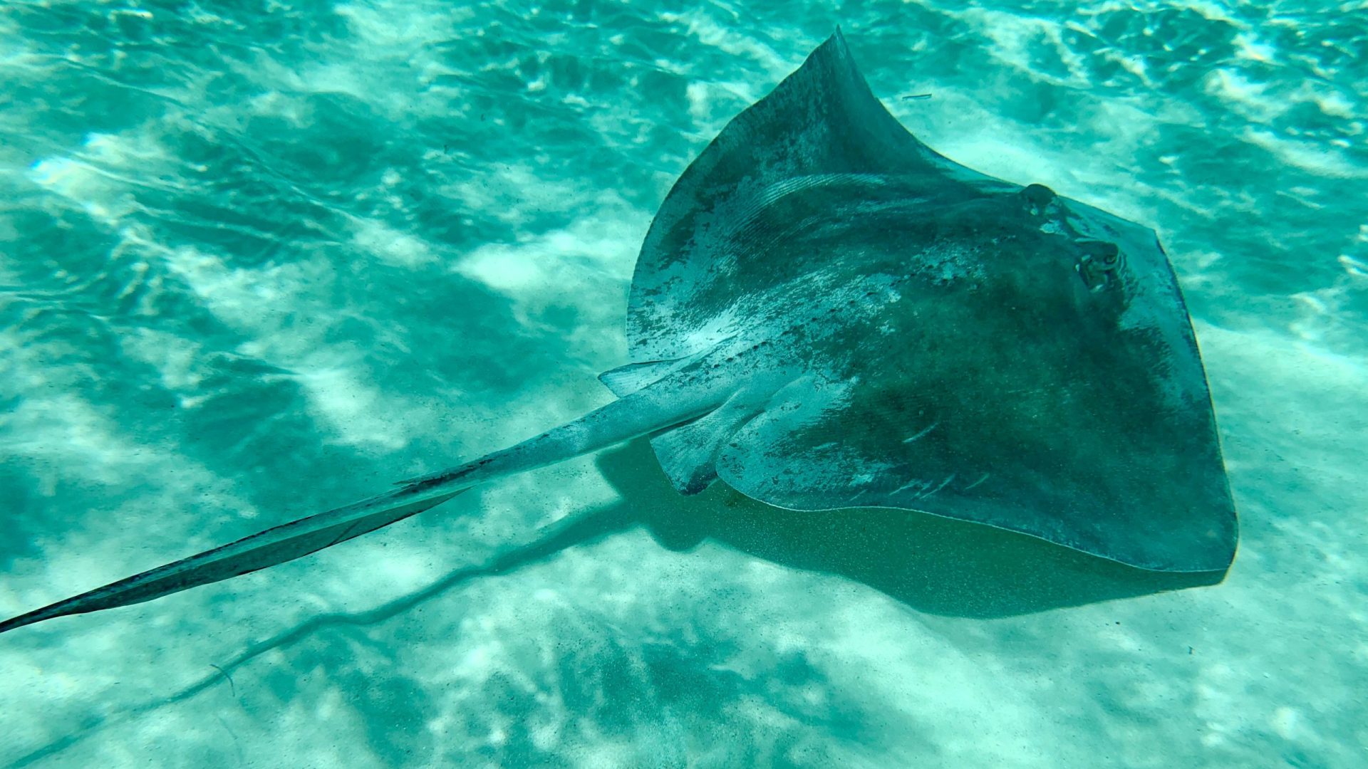 The ‘immaculate conception’ of Charlotte the stingray