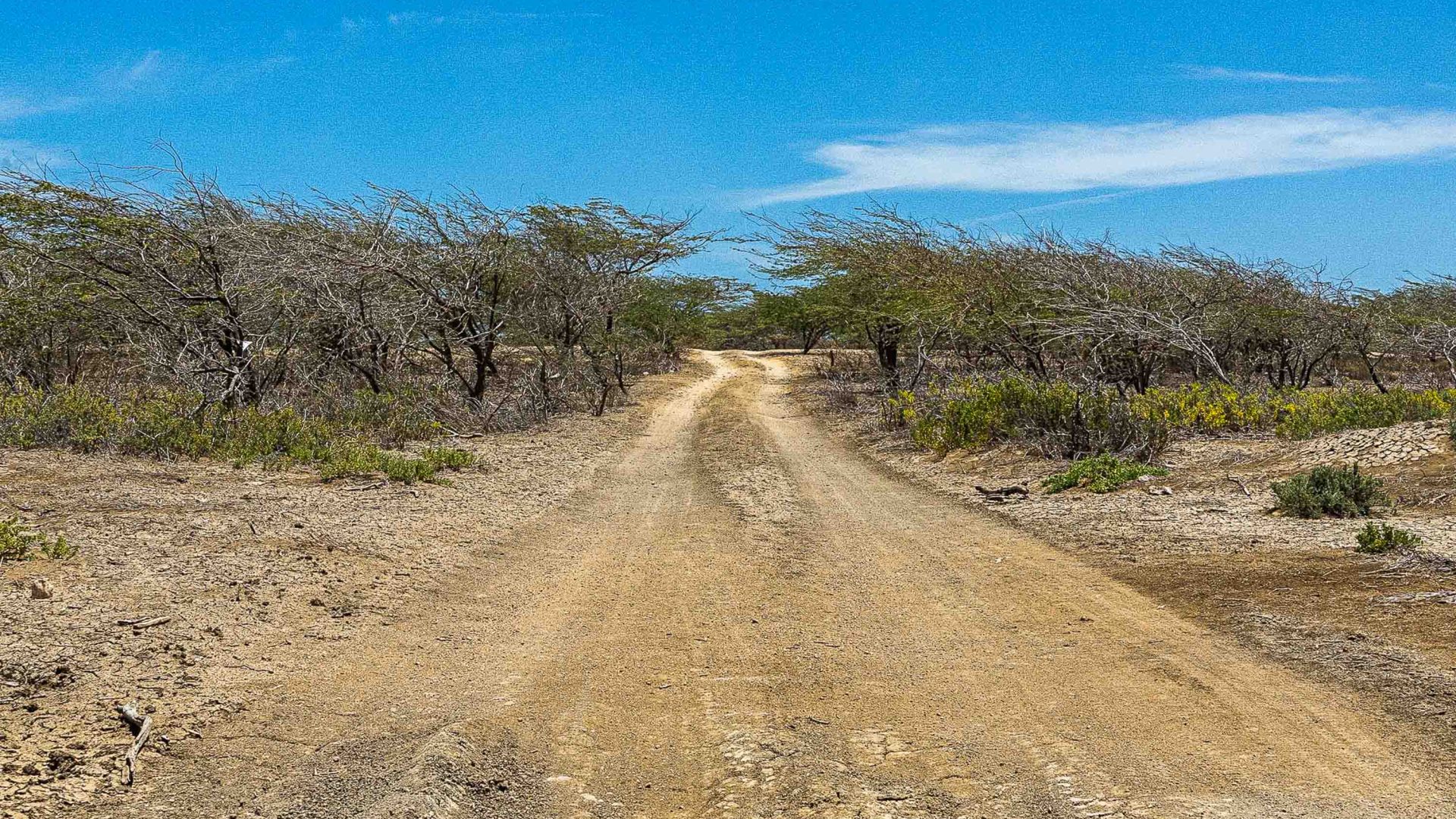 A dirt road leads towards shrubs.