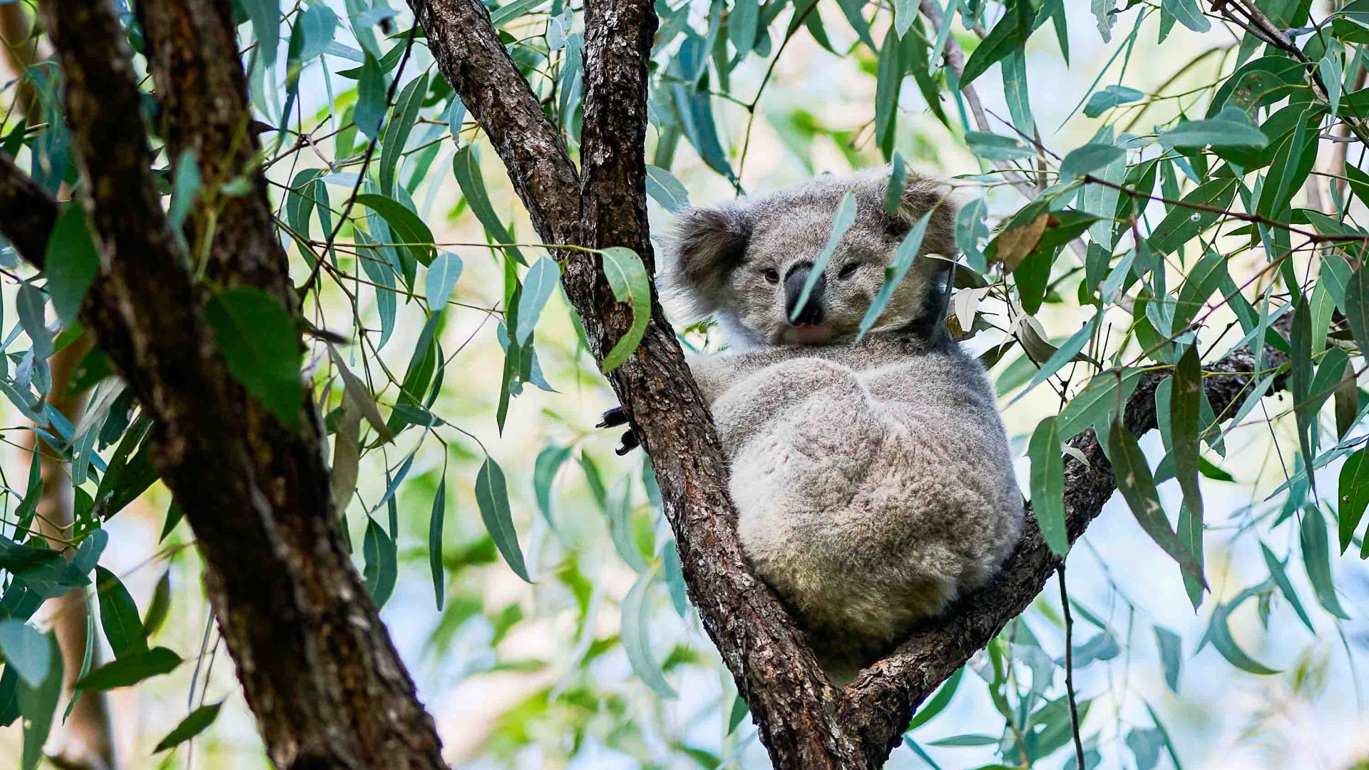 Australia’s koalas are under threat. What’s being done to save them?