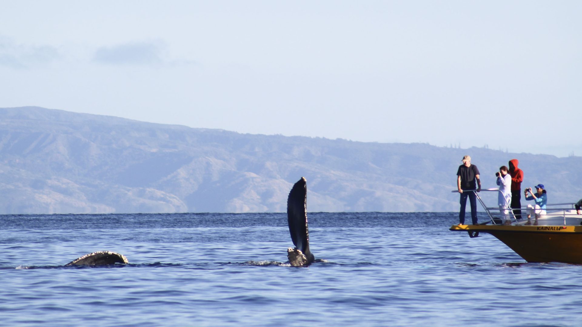 Whale-watching guidelines don’t include boat noise. It’s time they did