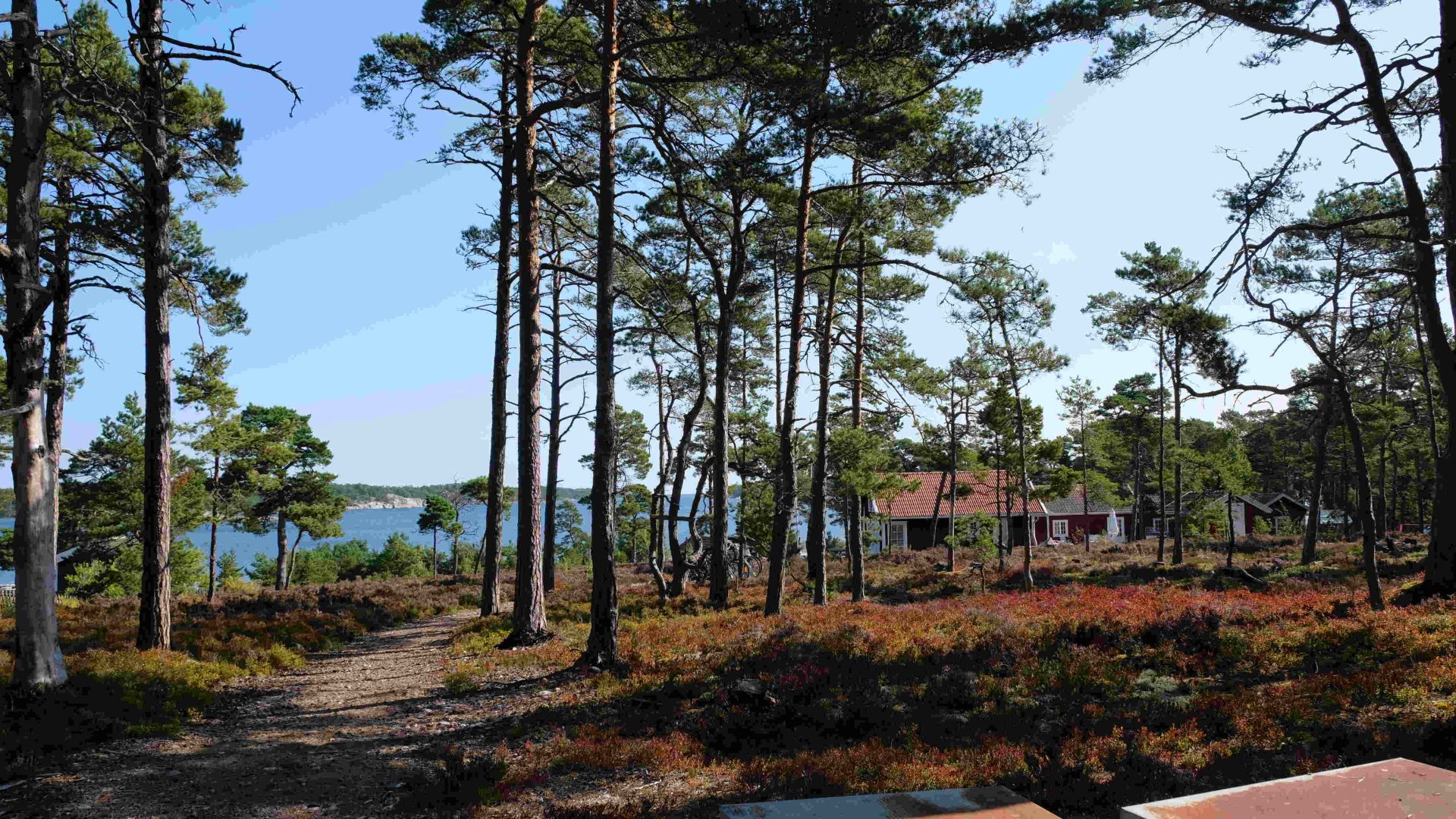 A small house hidden behind tall, skinny pine trees with the sea in the distance.