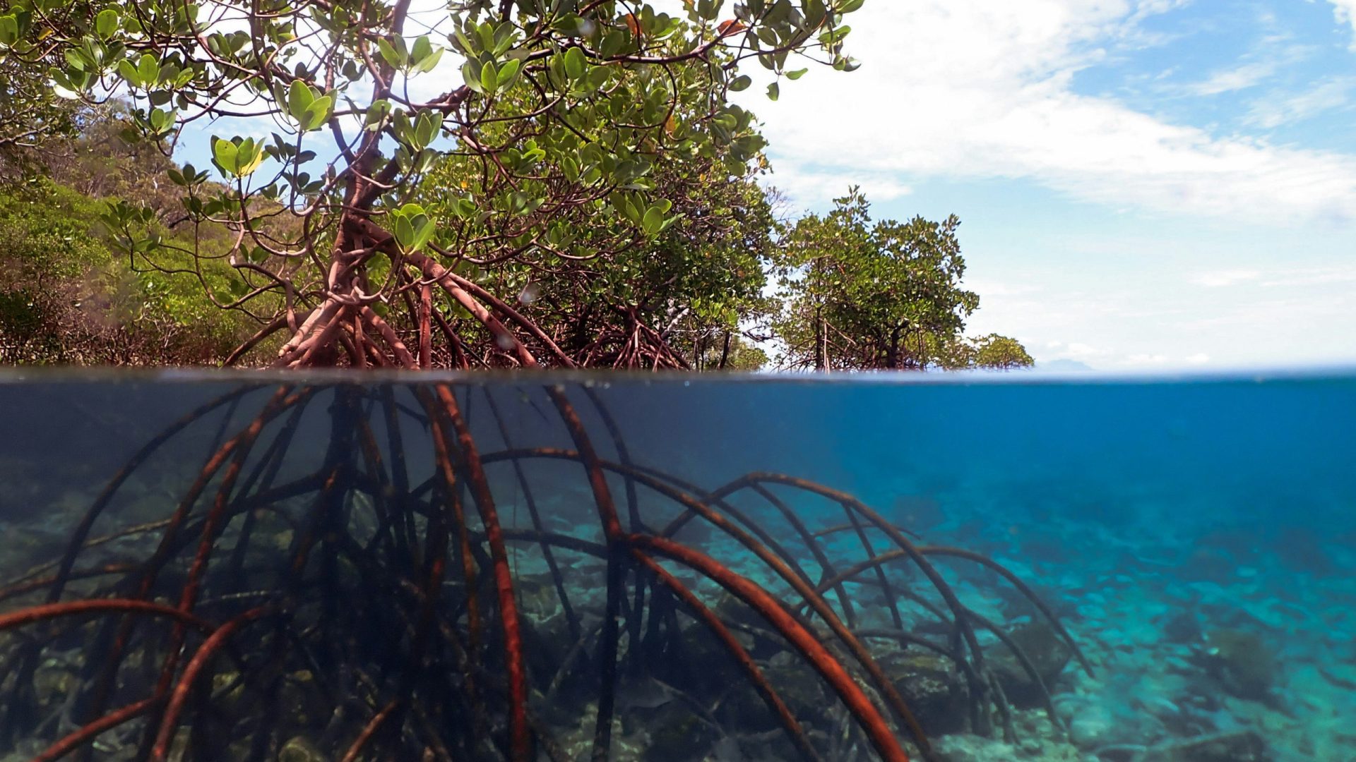 photo of a mangrove forest below water