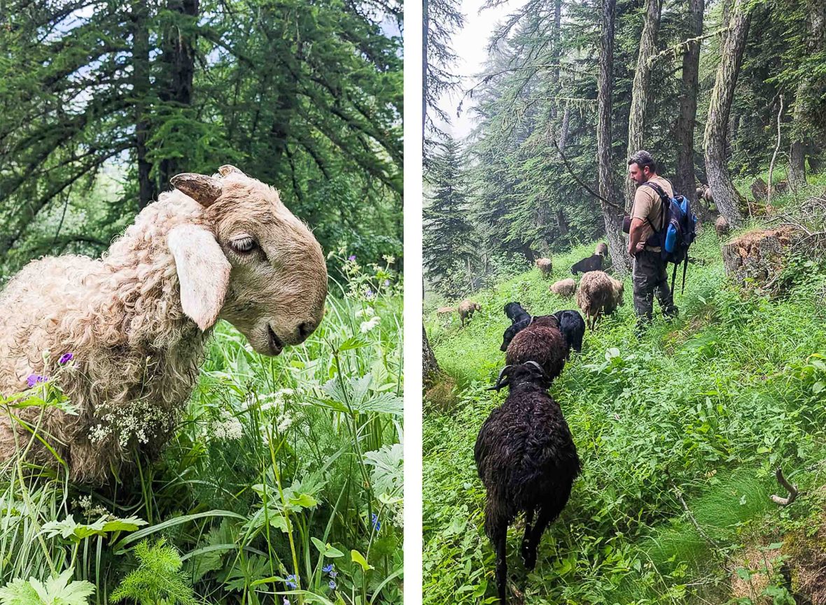 Left: A close-up image of goat in green pastures; Right: Lanteri leads his goats through the valley.