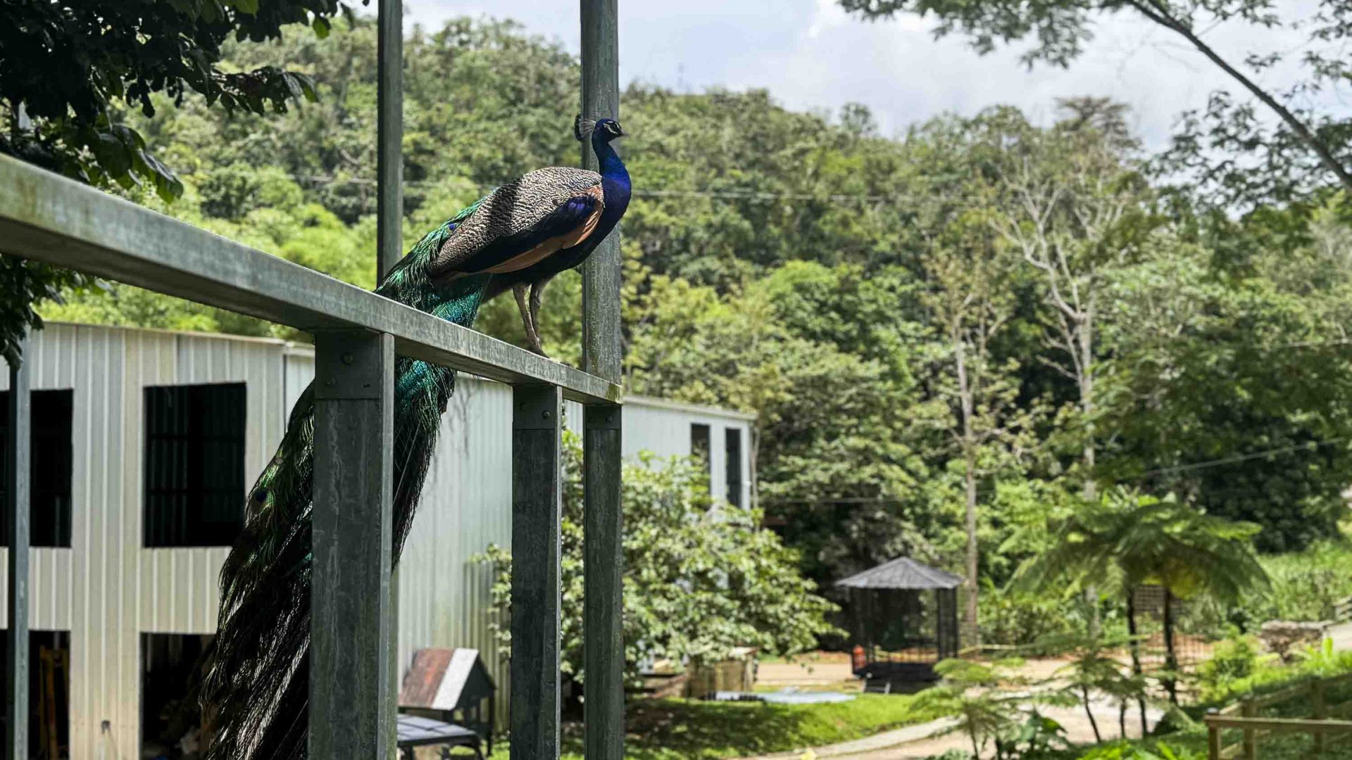 A peacock sits on a railing near a building and farm.