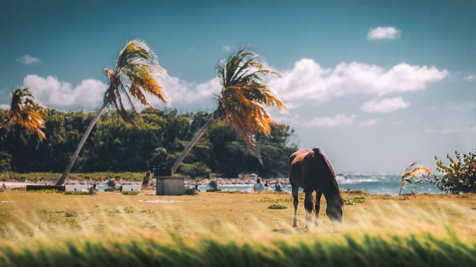 A wild horse on the side of the road in Vieques.