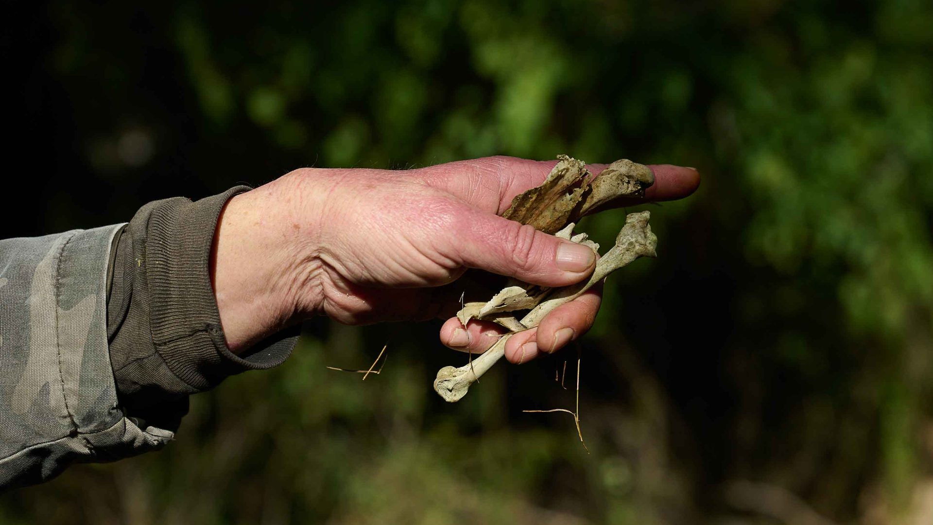 A hand holds a bunch of koala bones.