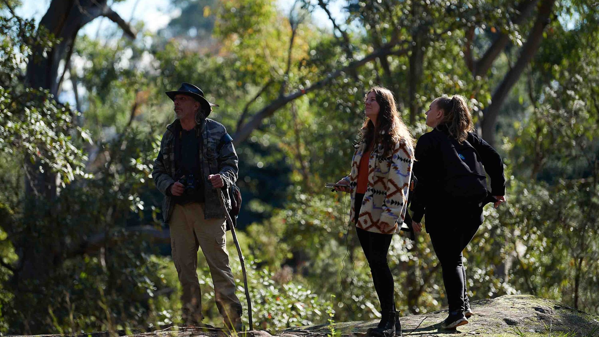 Three people look up at trees.