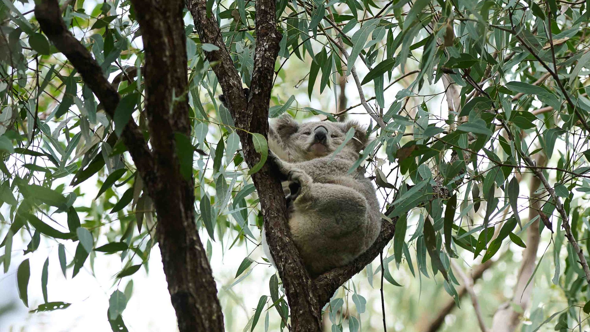 A koala in the branches of a eucalyptus tree.