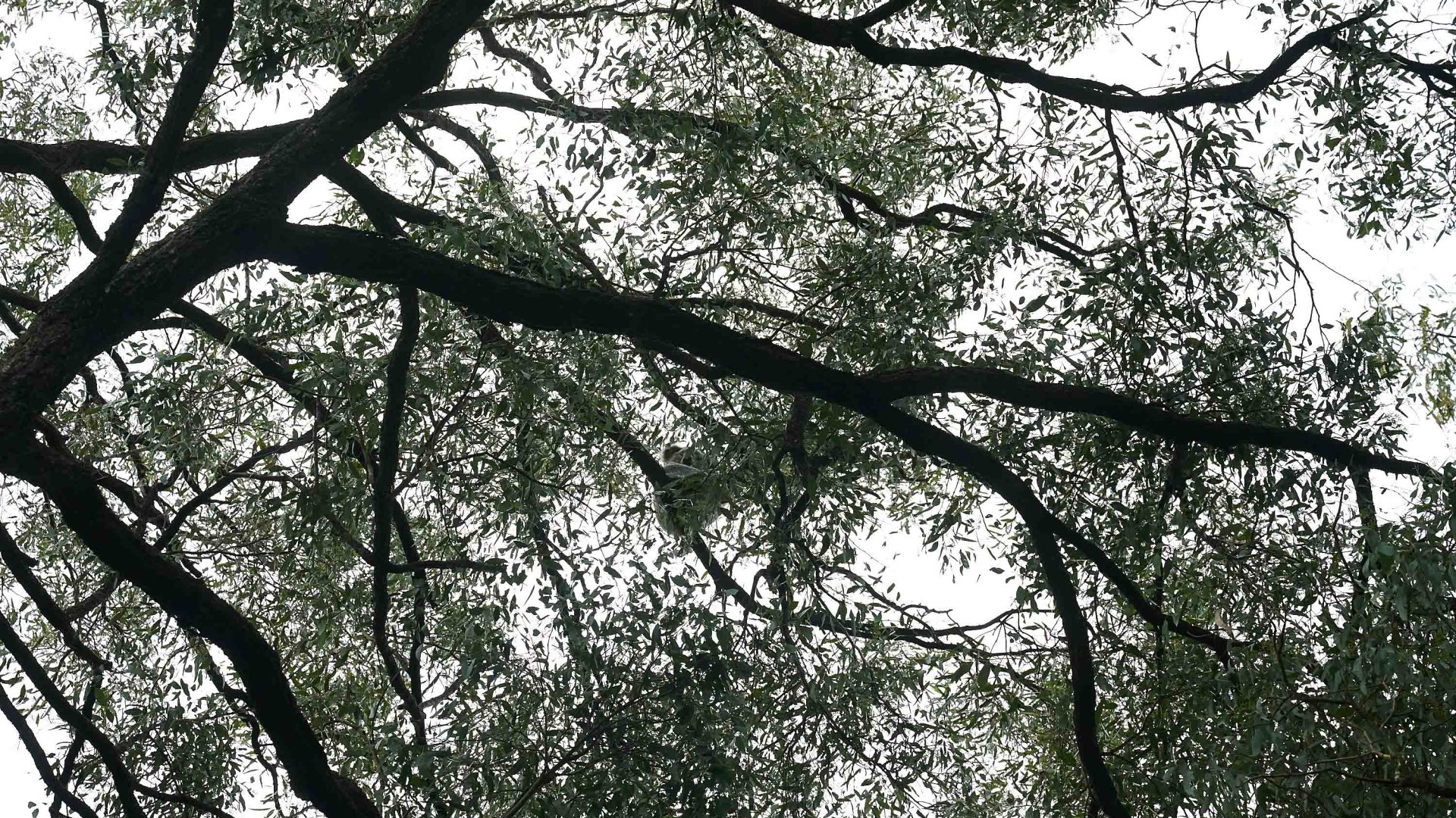 The branches of a eucalyptus tree with a koala in them.