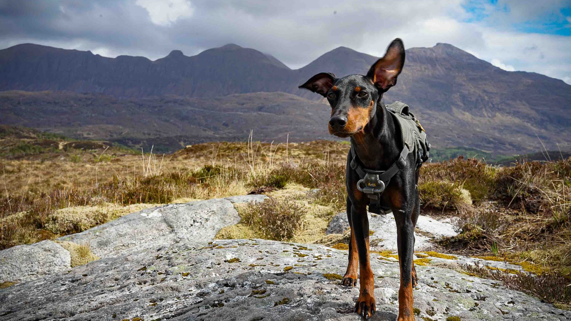 A dog stands in front of some mountains.