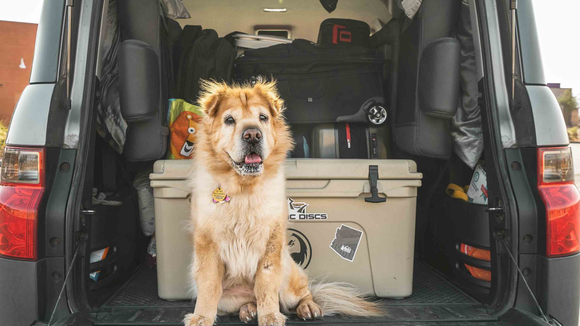 A dog looks out from the trunk of a car.