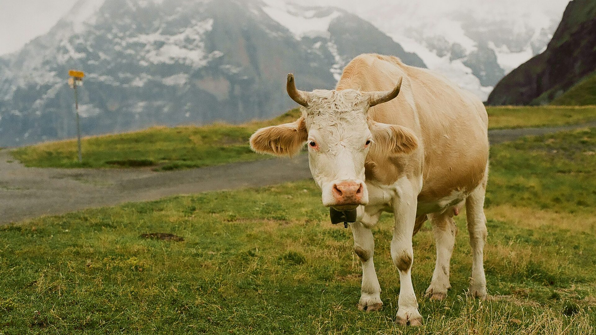 Nomadic herding is a disappearing way of life. Can travel serve as a conduit of revival—or just remembrance?