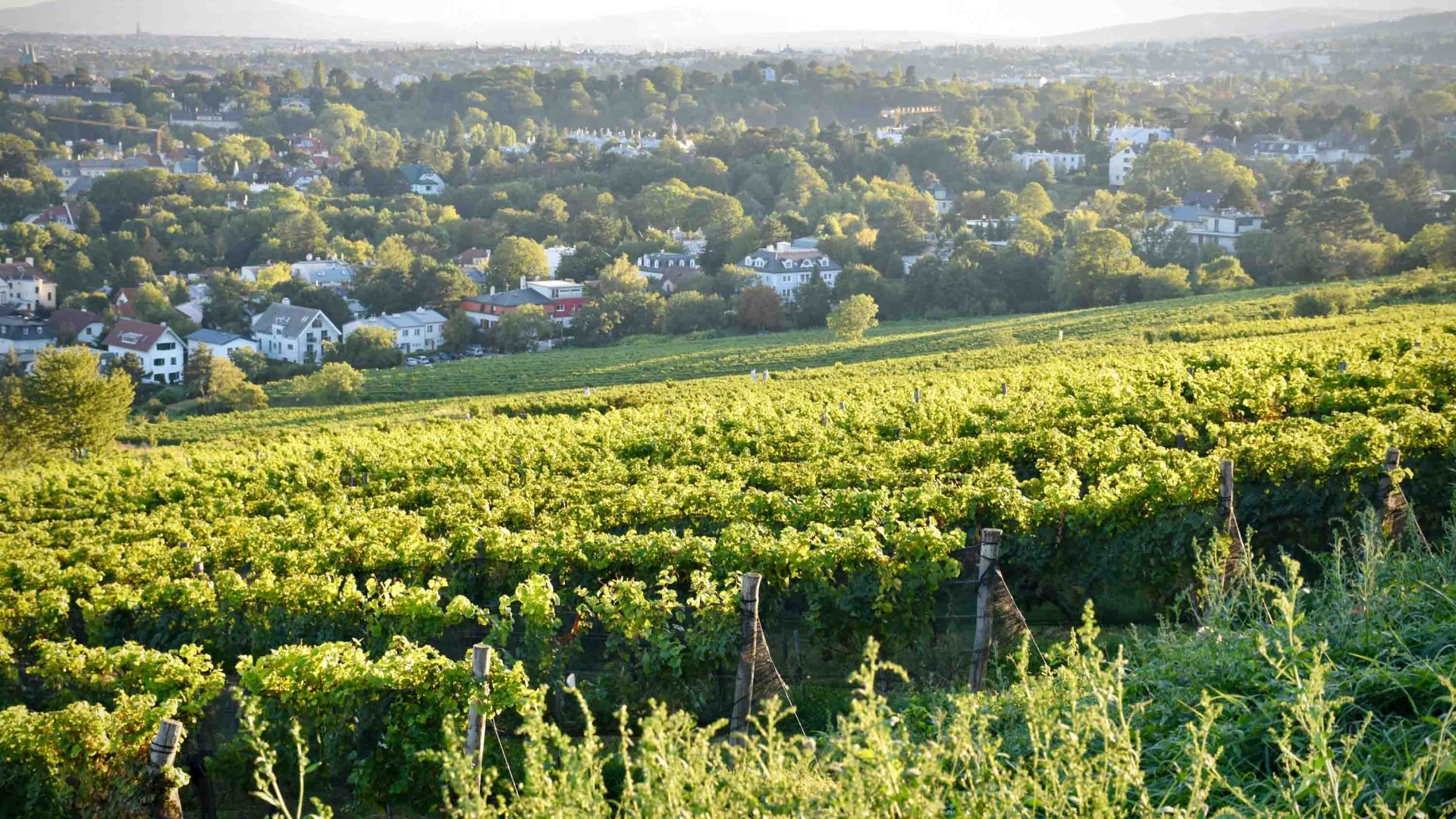 Vines growing on a sloped hill that leads to the city.