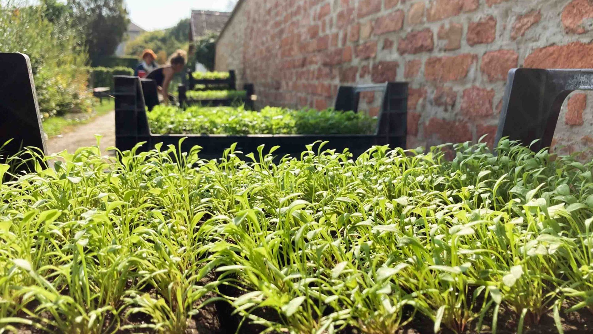 Vegetables grow at Vienna's City Farm.