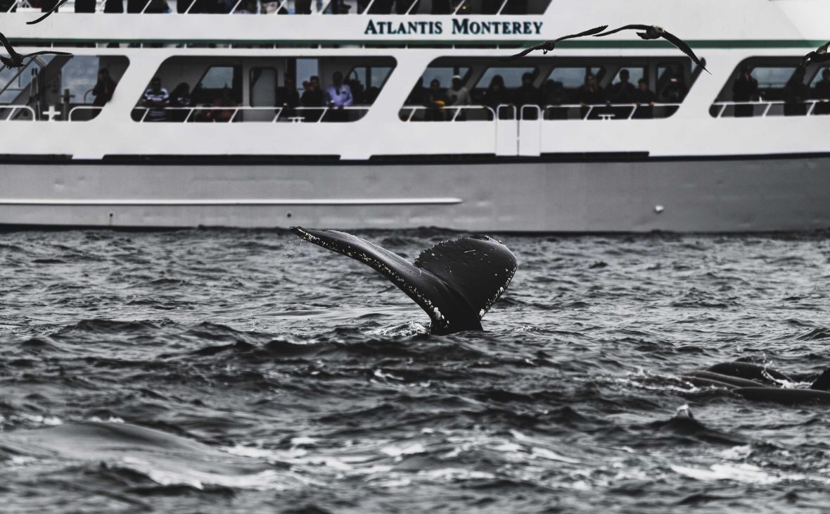 A large boat of tourists watch a whale in the water.