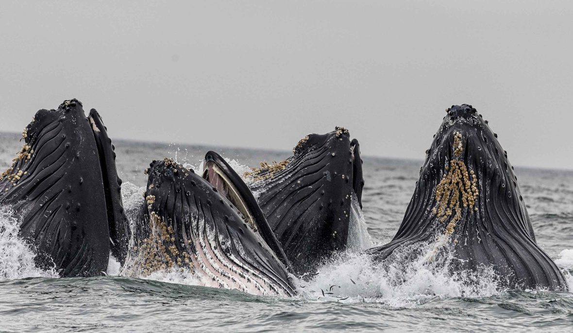 Three whales come out of the water.