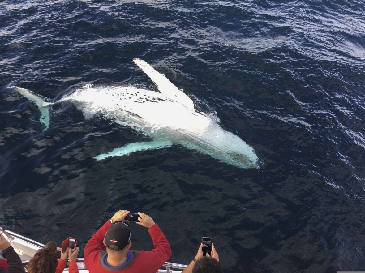 Tourists on the edge of a boat take photos of a whale in the water.