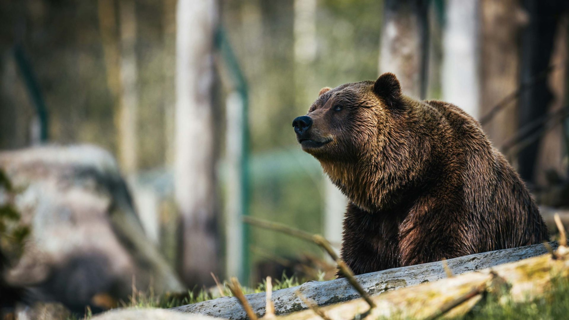 A bear in amongst some trees.