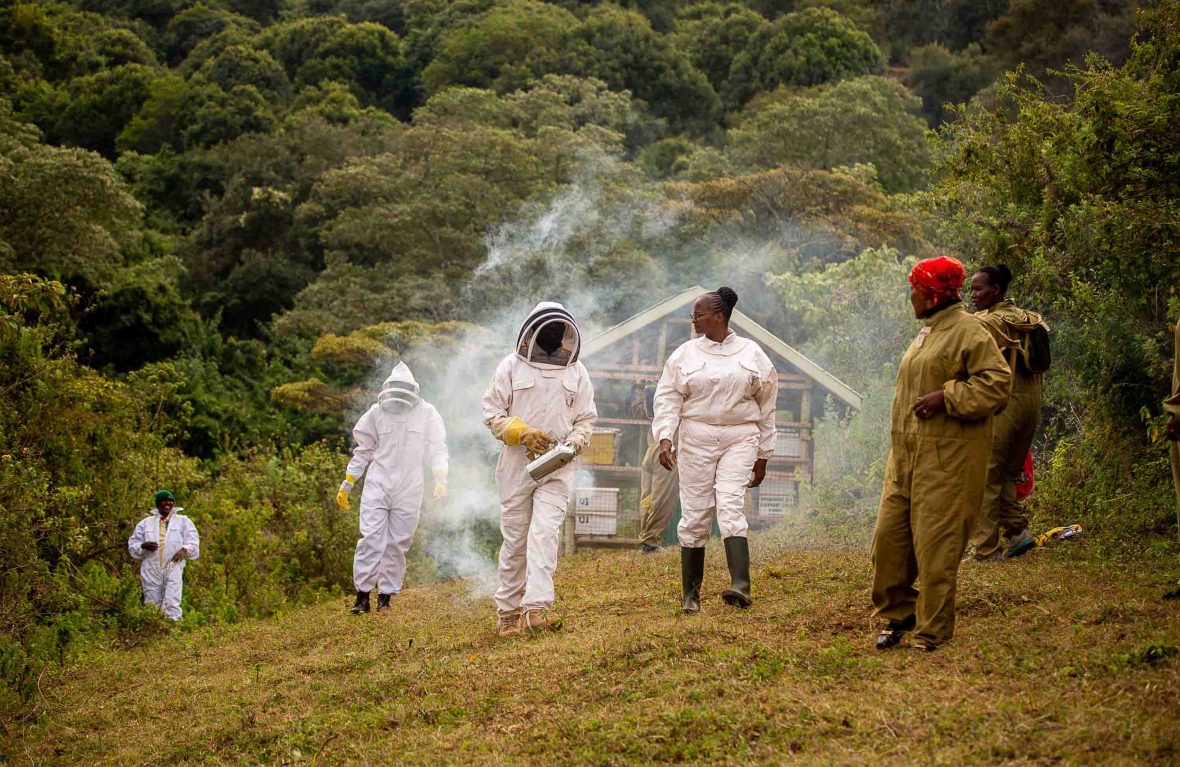 A group of women in beekeeping clothes walk away from an apiary.